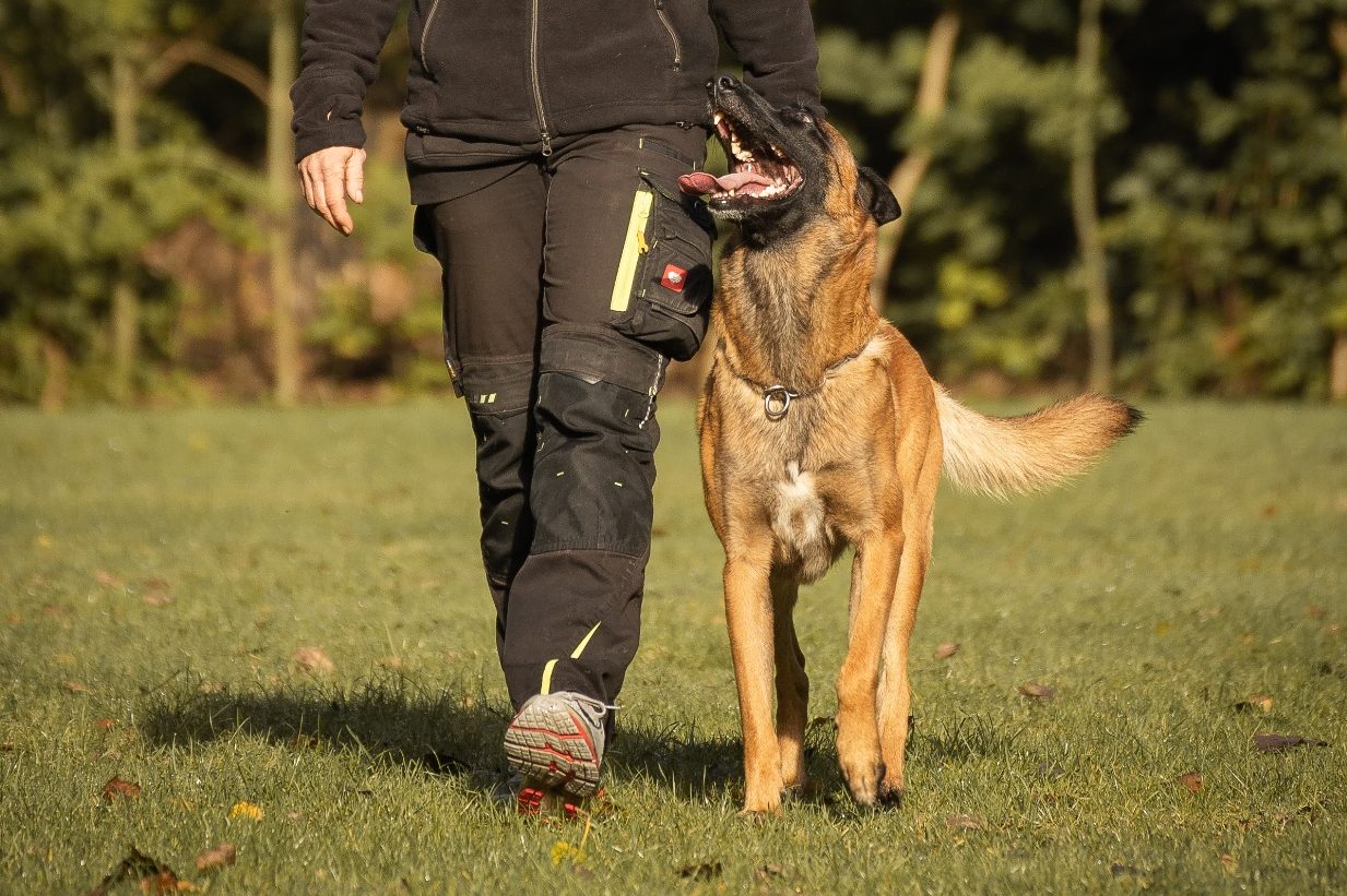 Hund in der Freifolge