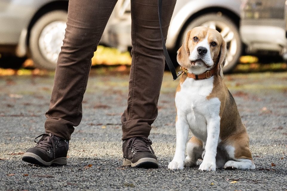 Sport mit dem Hund